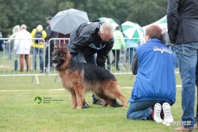 游戏下载 theshy为什么叫陈璐 